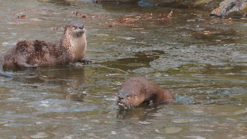 river otter