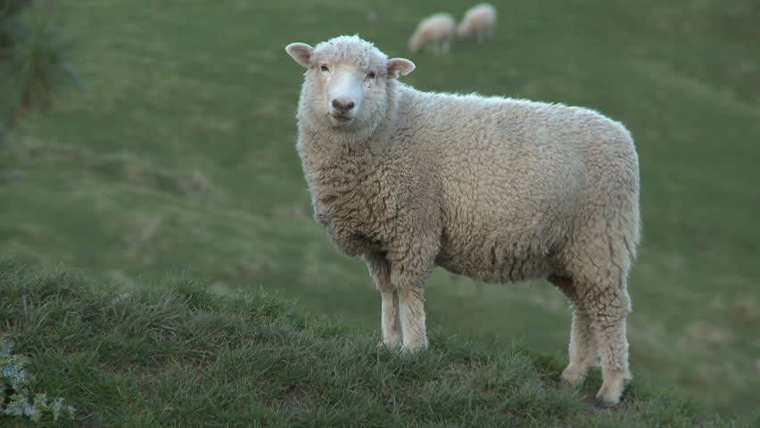 Sheep on a hill
