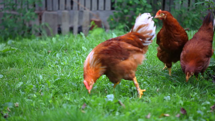 Chicken poultry eat on green grass 