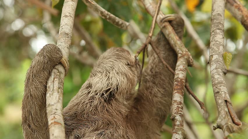 Wild Sloth In Peru