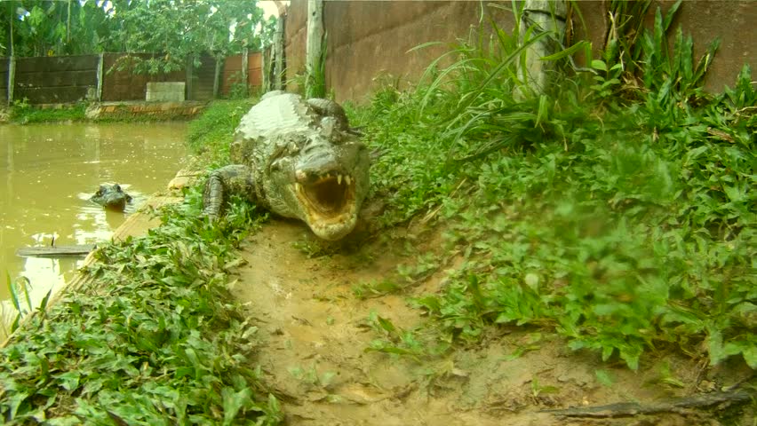 Crocodile, South-America