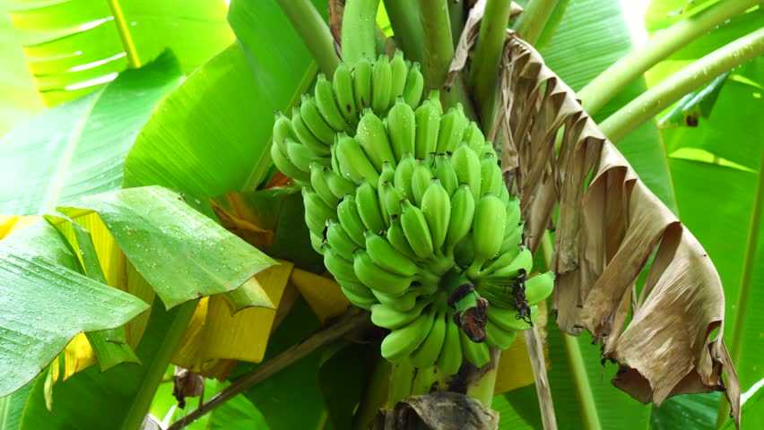 4k, UHD, Banana Tree, Glimmering Sun HDR Tracking Crane, Dynamic Time