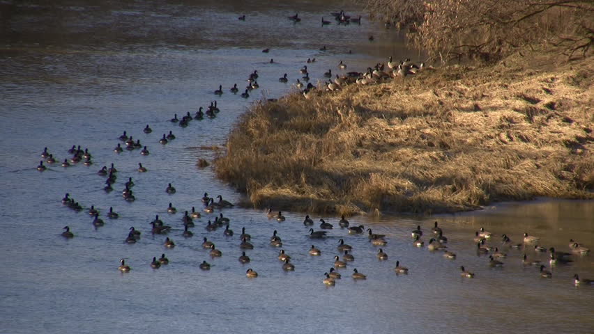 A community of Canadian geese are relaxing at the shoreline.  Other geese and ducks are seen swimming in the background.  More than a 100 geese are visible! (High Definition)