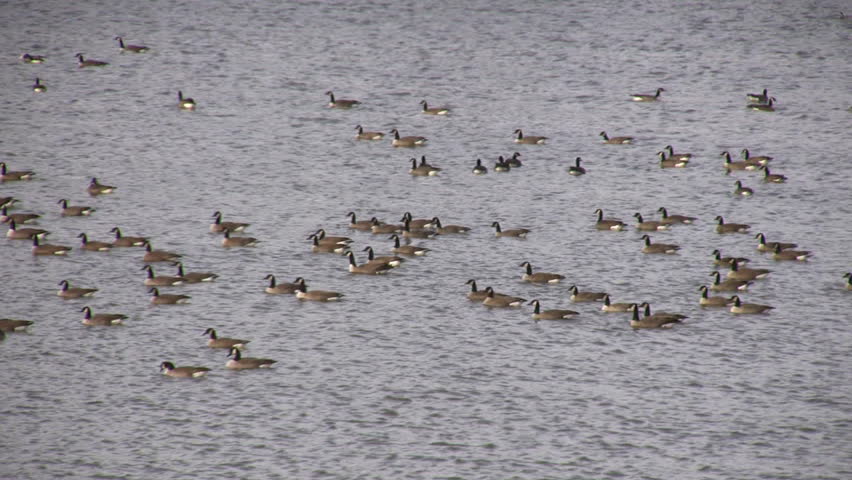 A large community of Canadian geese are swimming and relaxing in the water.  More than a 60 geese are visible! (High Definition)
