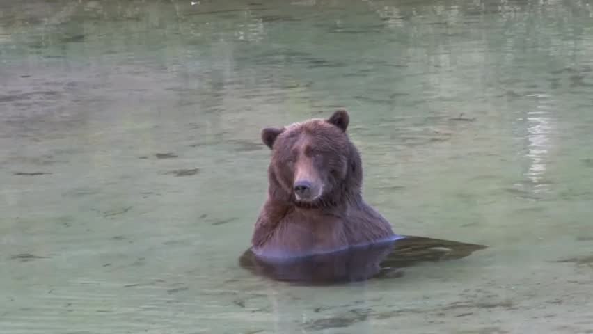 Grizzly Bear relaxing in water scratching his ear