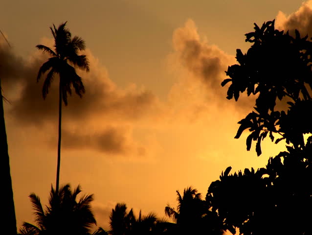 Tropical Sunset Lone Palm Tree (BR037)