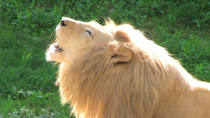 Header of roaring