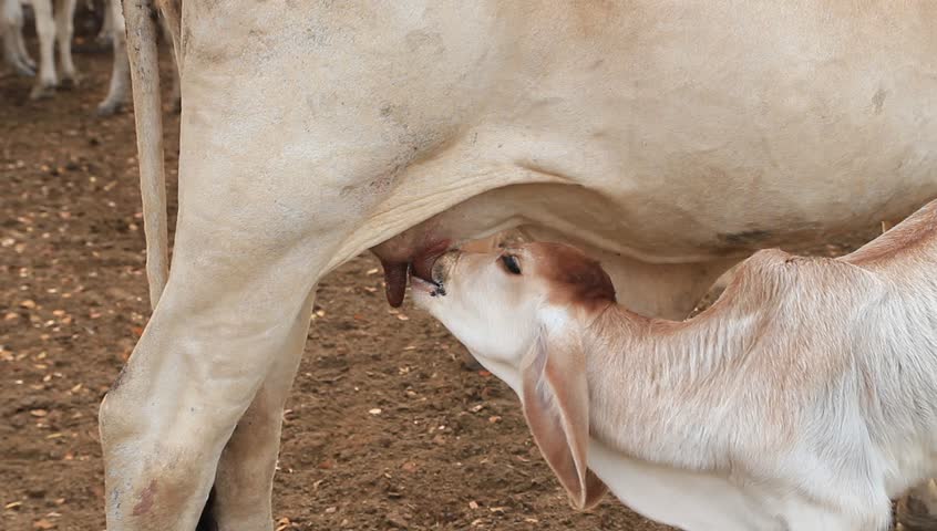 cow and calf feeding, suckling in a prairie 
