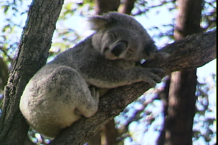 Koala Snooze