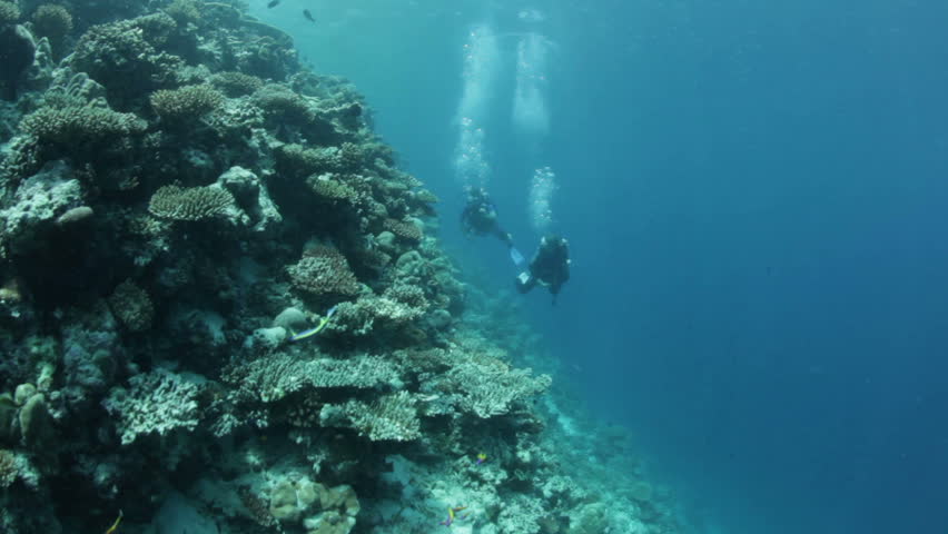 buddy team diving along coral reef against strong current
