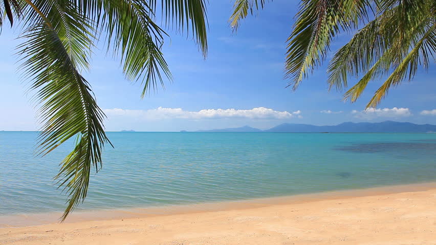 tropical beach and palm tree