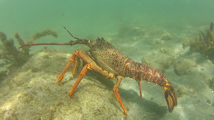 Snorkeler discovering a huge Rock Lobster at marine reserve Goat Island in New Zealand