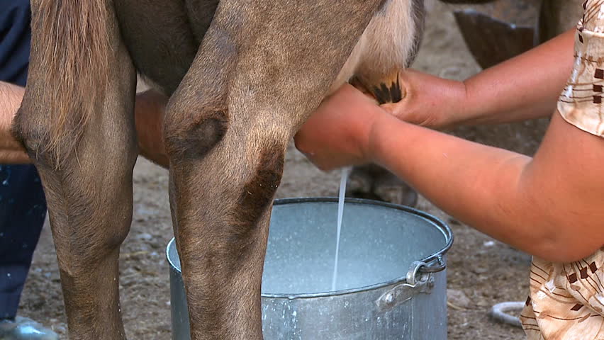 Woman milking a cow with hands