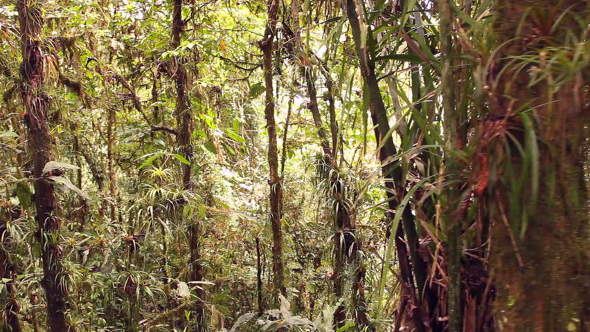 Walking through cloudforest on the highest point of the Coastal Range in Western Ecuador