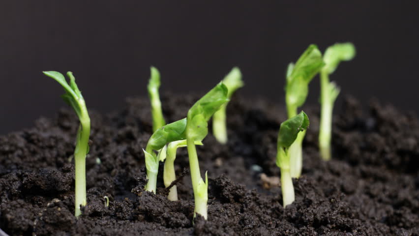 Young sprout beans made his way through the earth