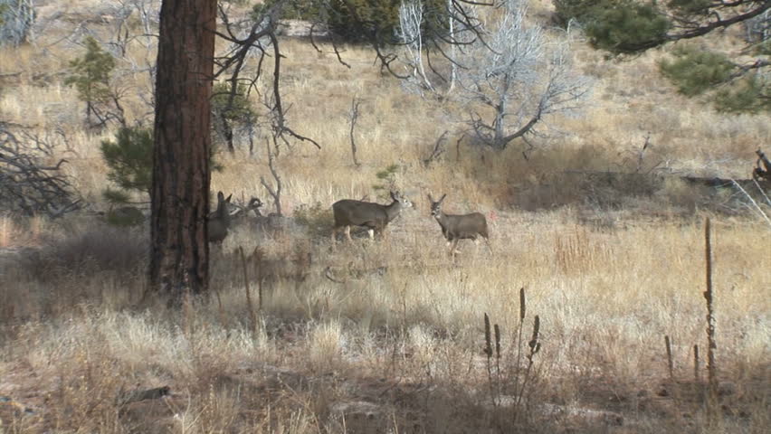 Whitetail Buck and Doe 