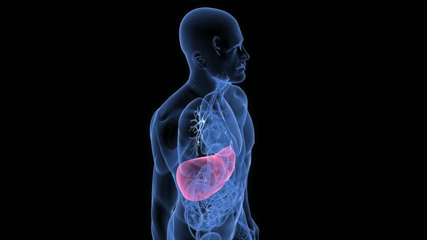 highlighted liver