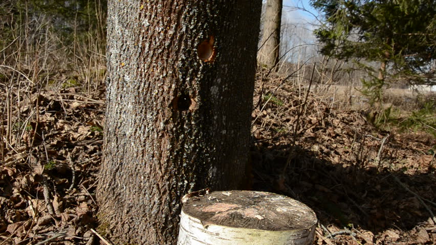 hammer in maple wooden tap for spring sap