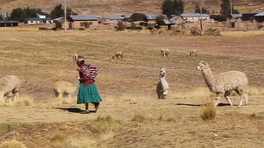 an old woman leads lama on a rope