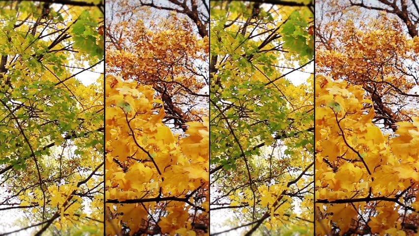Autumn collage 