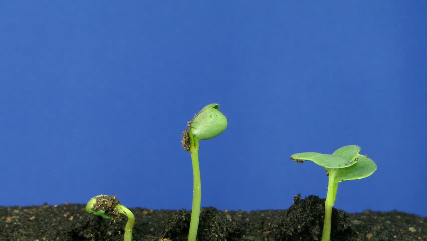 Time lapse of growing radish 3 
