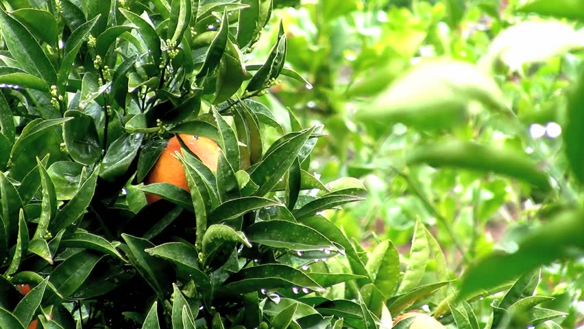 Orange tree close up on a windy day