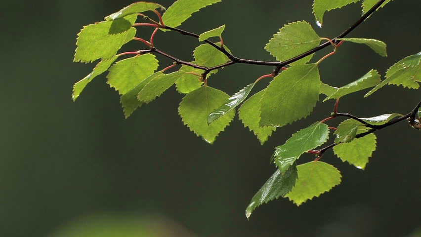 Green leafs in light rain