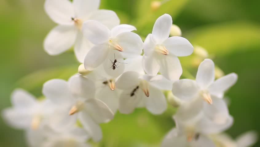ant activity by realtime
