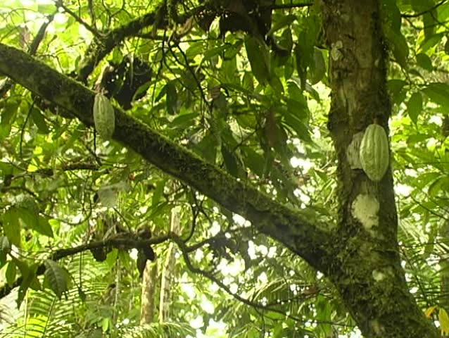 Green Cocoa pods on a cocoa tree (Theobroma cacao)