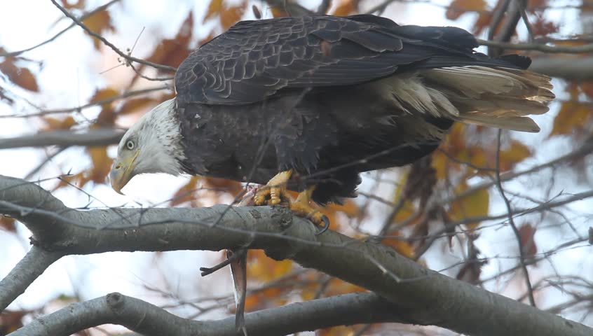 Adult Bald Eagle (haliaeetus leucocephalus) in a tree eating a fish