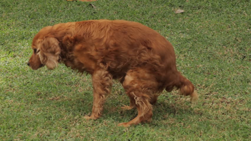 Dog Making a Poop (HD 24p). Setter and cocker mix dog making a poop on grass. Use for social consciousness issues such as park and recreation area cleanliness. Pick up after your dog.
