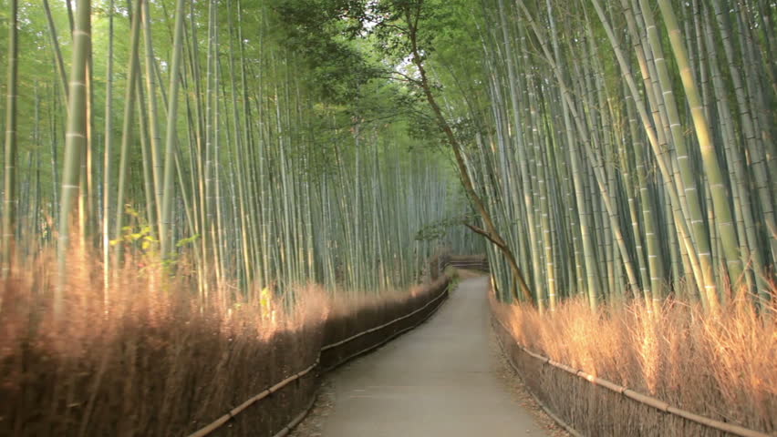 Walking through a bamboo forest in Kyoto, Japan