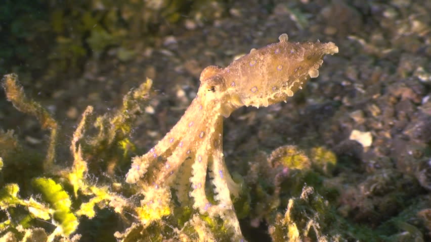 Blue ringed octopus sitting on a coral