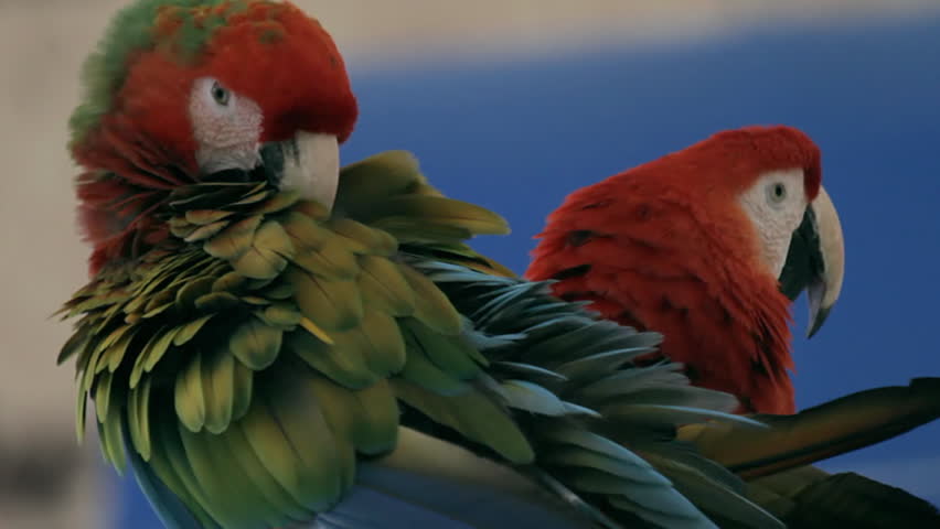 Macaws Grooming And Playing (HD). A Scarlet & hybrid macaw species groom and play.