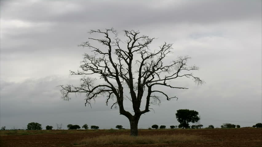 Tree and fast clouds
