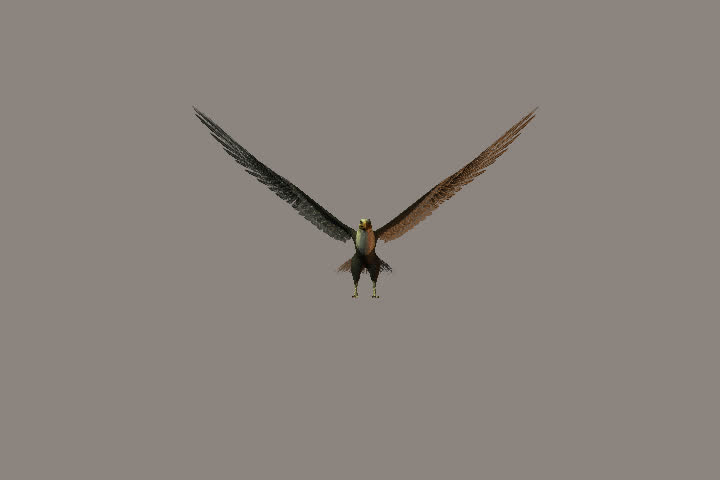 eagle flying and expanding its wings on an alpha layer transparent background