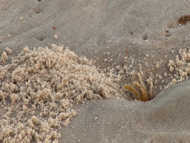 Crab Throwing Sand on Beach 12 (BR043)