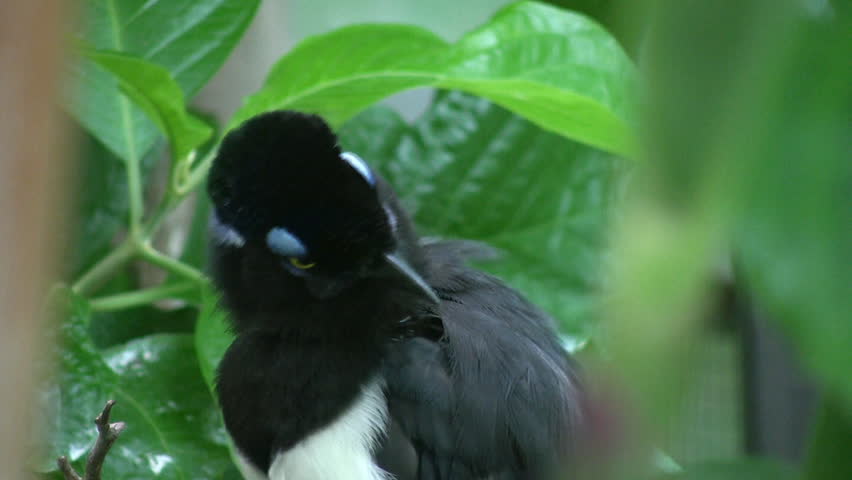 A plush crested jay makes some funny expressions and then grooms itself.