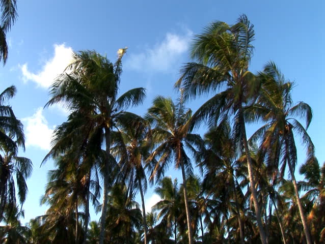 Tropical Trees Wider(BR053)