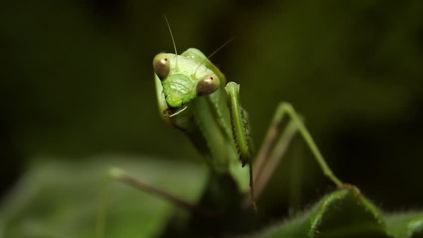 Mantis Grooming Frontal Close Up (HD). Green Mantis Insect seen from the front grooming.