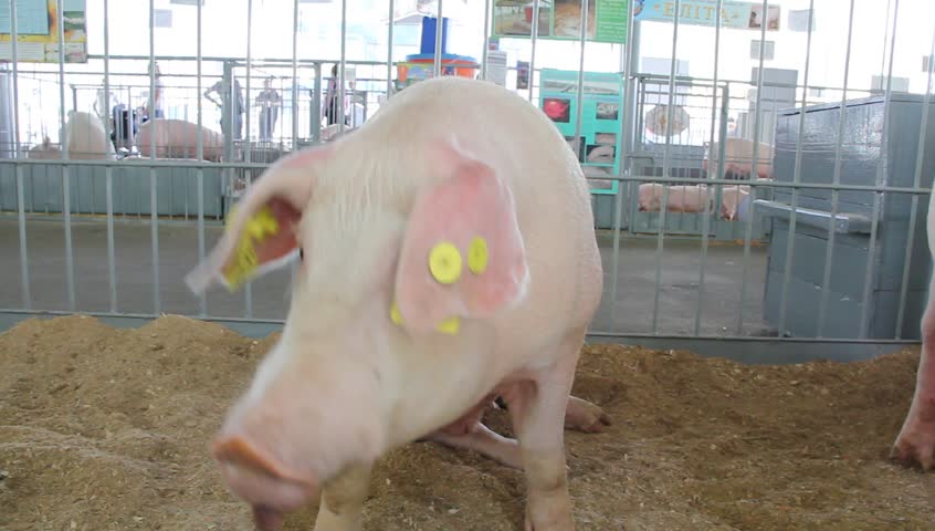 A pig in a cage