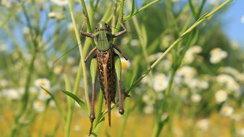 Close up of a locust on tall grass