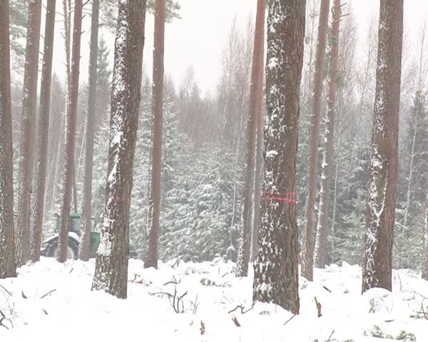 tractor carry trailer loaded with christmas fir tree branches. snowy forest manage in winter.