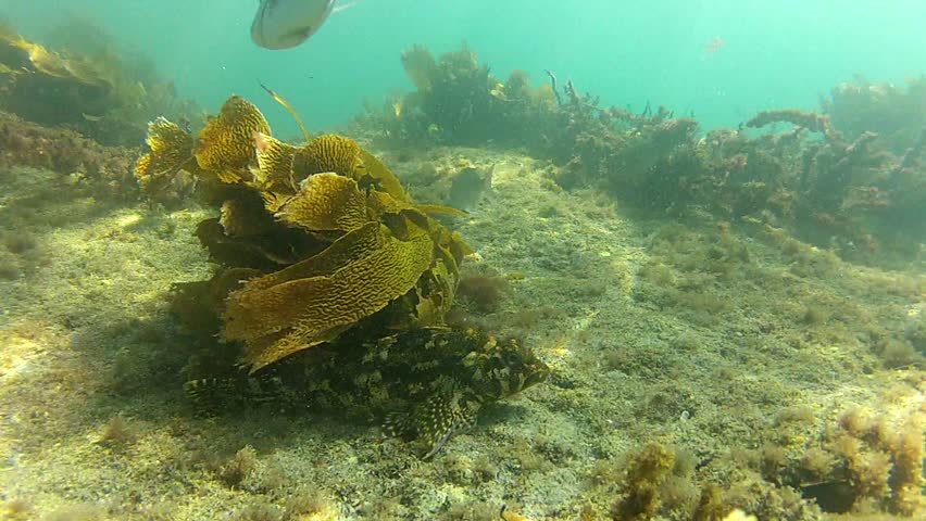 Kelpfish in marine reserve Goat Island, New Zealand