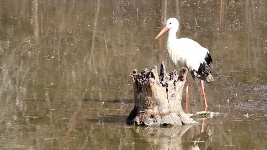 white stork in swamp