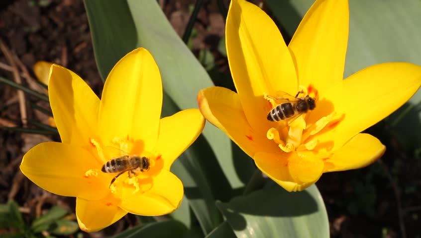Bees collecting pollen on first blooming tulips