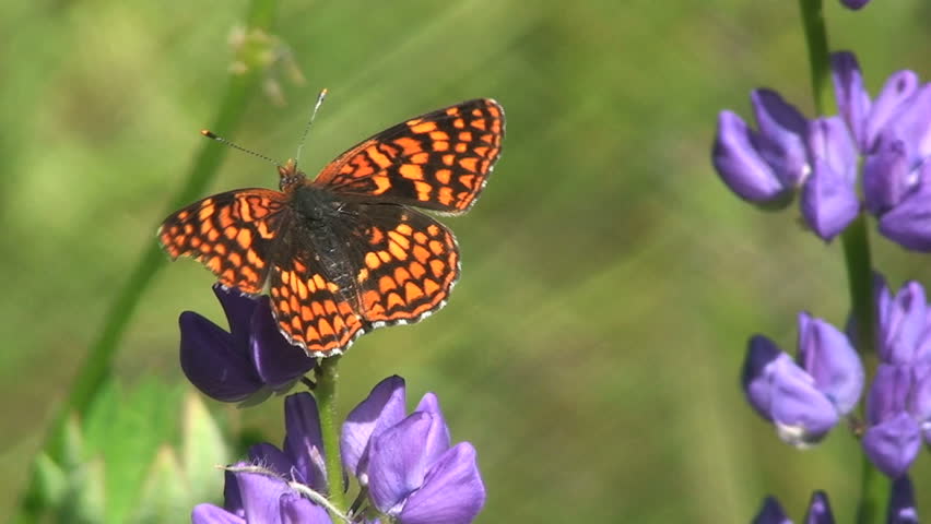 a butterfly on summer lupine