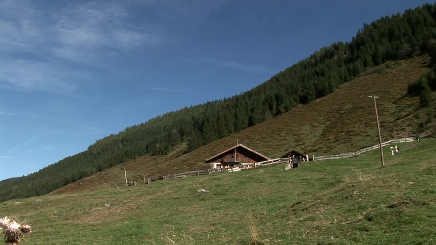 forest in austria, alps
