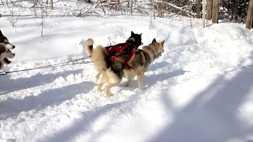 A Dogsled Team Races in Northern Ontario, Canada