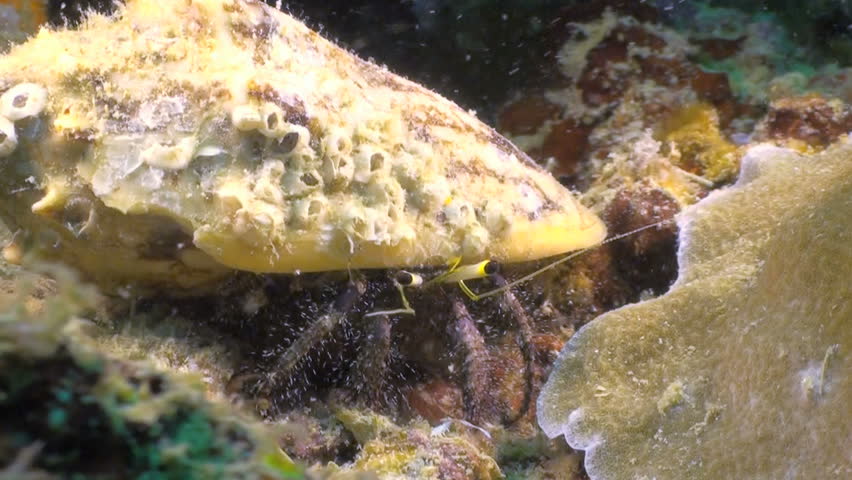 Hermit crab sitting in a crevice and feeding